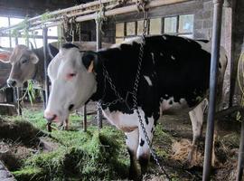 Bruselas admite la ruina del sector lácteo pero descarta un precio mínimo en España