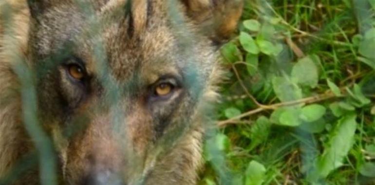 Hartasánchez (FAPAS) acusa al gobierno asturiano de "eliminar" al lobo ibérico con sus políticas