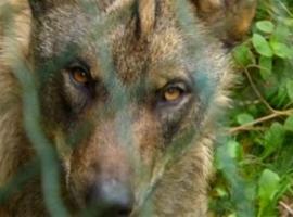 Hartasánchez (FAPAS) acusa al gobierno asturiano de "eliminar" al lobo ibérico con sus políticas