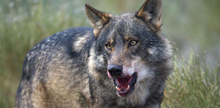 La retirada de carroñas cambió la dieta de los lobos de Galicia