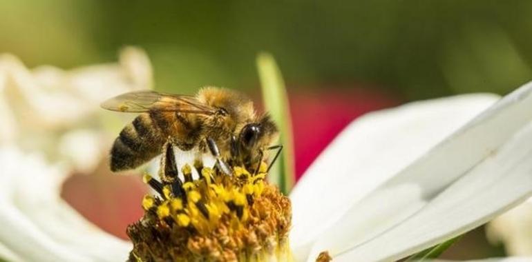La producción de miel cae en picado mientras proliferan los enemigos de la abeja