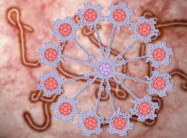Fullerenos gigantes inhiben la infección del virus artificial del #ébola