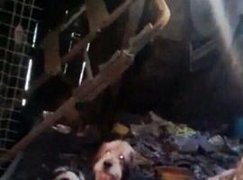 La asociación Anadel denuncia la situación de un grupo de 50 perros desatendidos en Avilés