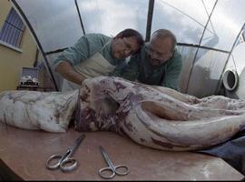 Llega al Musel otro calamar gigante capturado en aguas asturianas