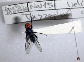 Una mosca del norte de España resucita tras casi dos siglos extinta