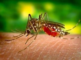Agencia Europea de Medicamentos crea comité para una vacuna contra el Zika