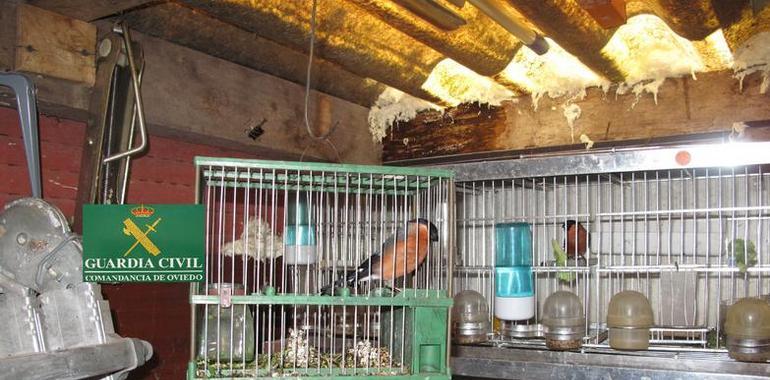 El Seprona imputa a un vecino de Ribera por tráfico de pájaros protegidos en internet