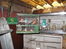 El Seprona imputa a un vecino de Ribera por tráfico de pájaros protegidos en internet