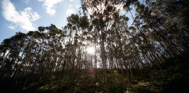 ENCE piensa importar eucalipto desde Guipúzcoa a Asturias para dinamizar al País Vasco