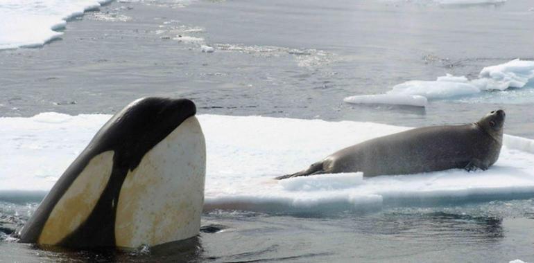 Las orcas evolucionaron en poblaciones oceánicas cultural y genéticamente distintas 