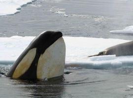 Las orcas evolucionaron en poblaciones oceánicas cultural y genéticamente distintas 