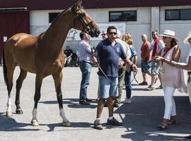 El CSIO Gijón abre hoy con 229 caballos y 85 jinetes 