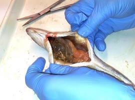 Investigadores del IEO detectan microplásticos en varias especies comerciales de peces