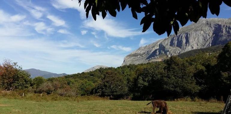 Una bisonte europeo pasta desde hoy en el Parque de la Prehistoria de Teverga