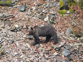 Asturias abre una nueva línea de ayudas para daños de oso y lobo