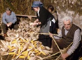 Tradiciones en torno al maíz en Navelgas