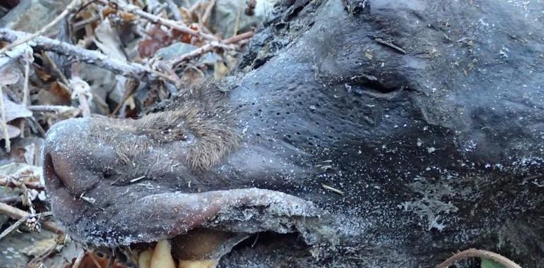 Otro oso pardo muerto en Moal, Cangas del Narcea