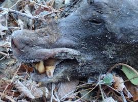Otro oso pardo muerto en Moal, Cangas del Narcea