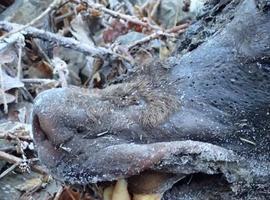 Podemos Asturies solicita los resultados de la necropsia del oso aparecido muerto en Moal