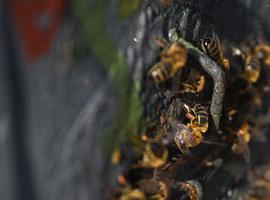 Insecticidas usados en Europa suponen mayor riesgo para las abejas de lo que se pensaba