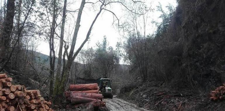 Herido un trabajador de la madera al caerle un árbol encima en Pravia