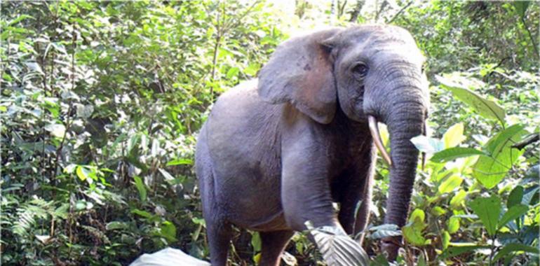 Decenas de miles de elefantes asesinados en menos de 10 años en Gabón