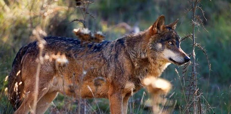 La circense gestión del lobo en España     