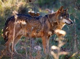La circense gestión del lobo en España     