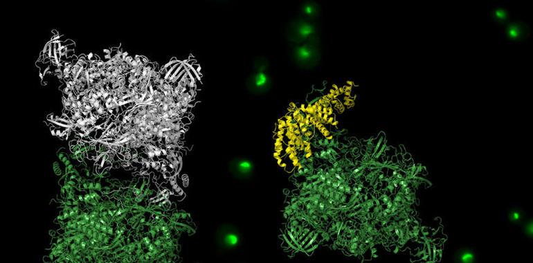 Un trabajo del CSIC descubre el mecanismo que controla el crecimiento celular sin nutrientes