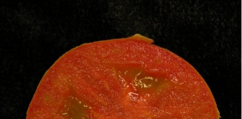 Hydra, el tomate mutante sin semillas del CSIC