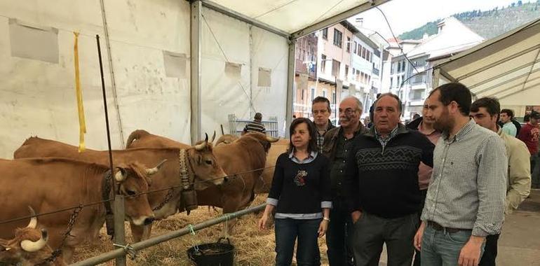 La raza casina cuenta ya con casi 30 mil cabezas en Asturias