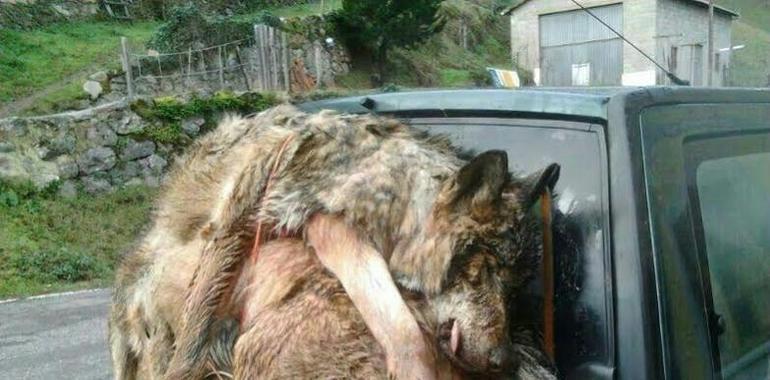 La Consejería autoriza la eliminación de 45 lobos en Asturias 