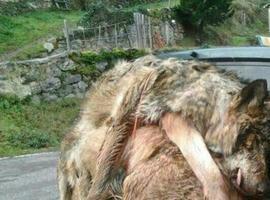 La Consejería autoriza la eliminación de 45 lobos en Asturias 