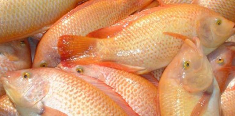 FAO alerta por virus de la tilapia, pescado de creciente consumo