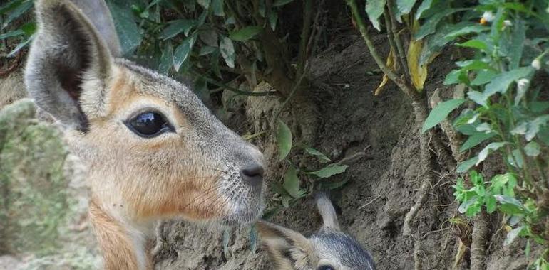 Oviedo: Nace una Mara en el Núcleo Zoológico El Bosque