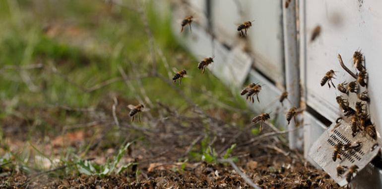 El Parlamento Europeo apoya prohibir los insecticidas peligrosos para las abejas