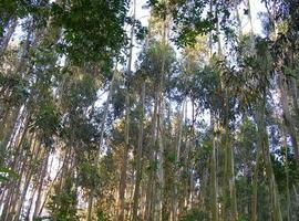 Eucaliptos y pinos ponen Asturias en riesgo de incendios, según la Coordinadora Ecologista de Asturias
