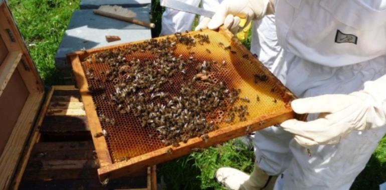 FORO pide seguridad jurídica para los apicultores asturianos