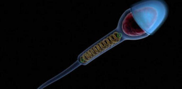 Baja la calidad en el ADN de los espermatozoides de los asturianos 