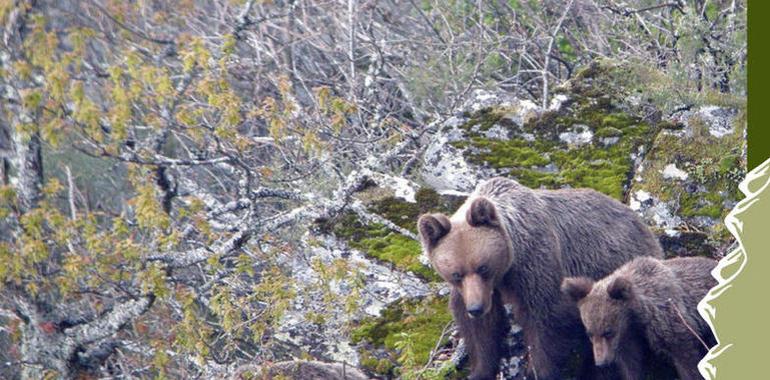 Sólo 40 hembras y 67 crías de oso cantábrico perviven en España