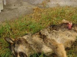 EQUO Asturies pide detener matanza de lobos