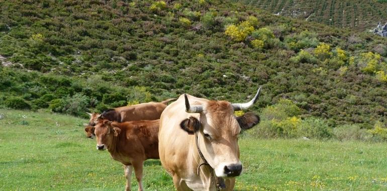 La carne Vacum de vaca casina, protagonista en Valencia