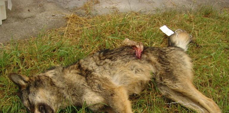 Ecologistas de Asturias denuncia la muerte de un lobo en Cangas del Narcea