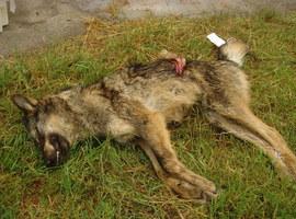 Ecologistas de Asturias denuncia la muerte de un lobo en Cangas del Narcea
