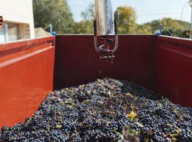 La cosecha más temprana de Rioja, escasa y de gran calidad 