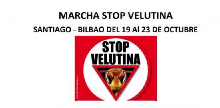 La marcha contra la Vespa Velutina llega a Gijón