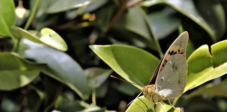 Seguimiento de mariposas en Asturias para evaluar el cambio climático