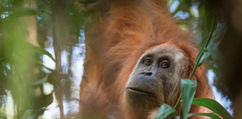 Descubren, casi ya extinta, una nueva especie de orangután