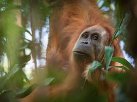 Descubren, casi ya extinta, una nueva especie de orangután