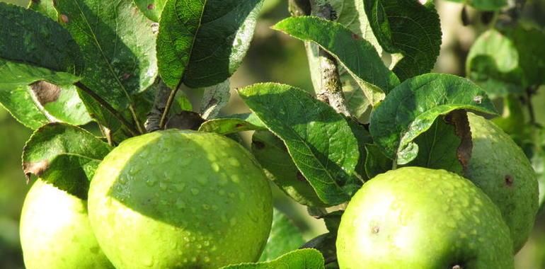 IU Asturias quiere buscar alternativas para la manzana de sidra